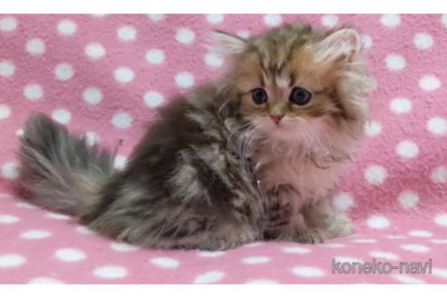 成約済の愛知県のペルシャ(チンチラ)-88839の4枚目